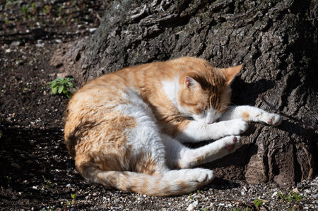 The domestic cat is a small carnivorous mammal belonging to the Felidae family. With an essentially territorial and crepuscular nature, the cat is a predator of small animals.の写真素材