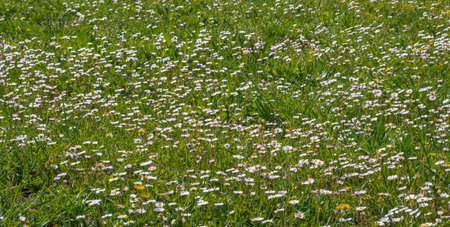 Flower meadows are large rustic meadows dotted with wildflowers in their most attractive ornamental version, made up of seed mixtures of rustic flowering species.の写真素材