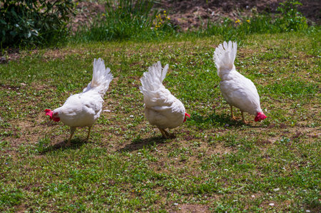 The chicken is a domesticated bird deriving from various wild species of Indian origin. Its presence is documented from 4000 BC. in the Indus plain, in Europe.の写真素材