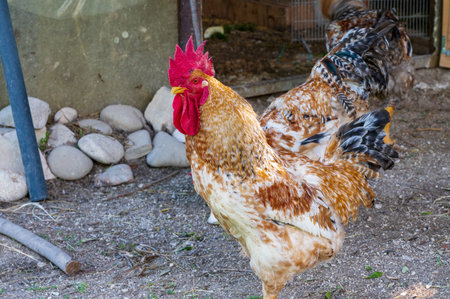 The chicken is a domesticated bird deriving from various wild species of Indian origin. Its presence is documented from 4000 BC. in the Indus plain, in Europe.の写真素材