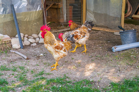 The chicken is a domesticated bird deriving from various wild species of Indian origin. Its presence is documented from 4000 BC. in the Indus plain, in Europe.の写真素材