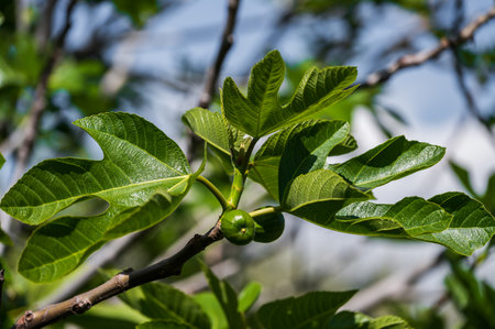 The common fig (Ficus carica) is a fruit tree of temperate subtropical climates belonging to the Moraceae family.の写真素材