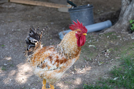The chicken is a domesticated bird deriving from various wild species of Indian origin. Its presence is documented from 4000 BC. in the Indus plain, in Europe.の写真素材