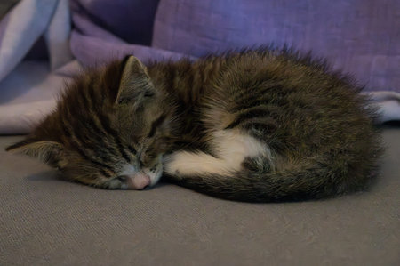 The domestic cat is a small carnivorous mammal belonging to the Felidae family. With an essentially territorial and crepuscular nature, the cat is a predator of small animals.の写真素材