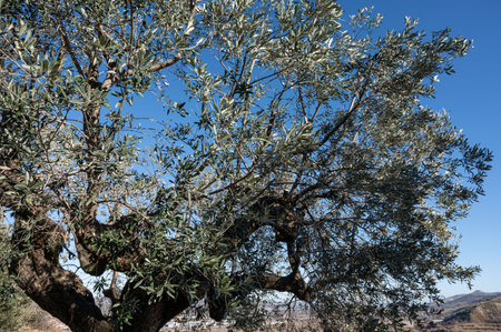 Olives. The olive or olive tree is a fruit tree that is presumed to originate from Asia Minor and Syria.の写真素材