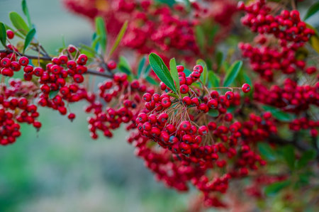 Firethorn is a thorny plant belonging to the Rosaceae family, widespread in Eurasia.の写真素材