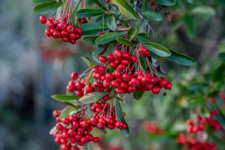 Firethorn is a thorny plant belonging to the Rosaceae family, widespread in Eurasia.の写真素材