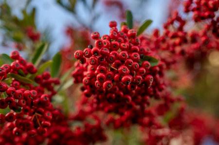 Firethorn is a thorny plant belonging to the Rosaceae family, widespread in Eurasia.