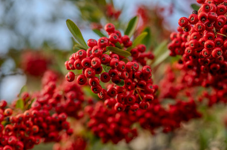 Firethorn is a thorny plant belonging to the Rosaceae family, widespread in Eurasia.の写真素材