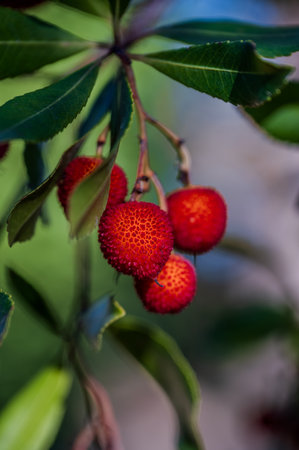 The strawberry tree, which is also called albatross or, poetically, shrub, is an evergreen fruit tree belonging to the Ericaceae family. It is widespread in western Mediterranean countriesの写真素材