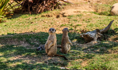 The meerkat is a mongoose of the Herpestid family, the only species of the genus Suricata, widespread in southern Africa.の写真素材