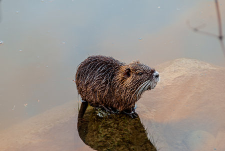 The nutria, also called swamp beaver or beaver, is a rodent mammal native to South America, the only living species of the genus Myocastor and the family Myocastoridae.の写真素材