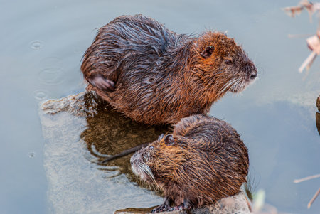 The nutria, also called swamp beaver or beaver, is a rodent mammal native to South America, the only living species of the genus Myocastor and the family Myocastoridae.の写真素材