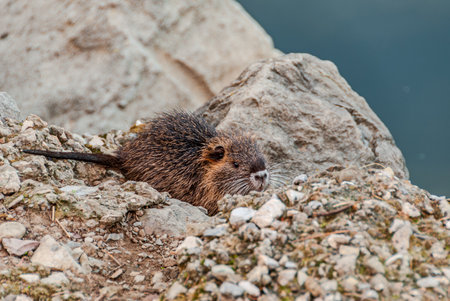 The nutria, also called swamp beaver or beaver, is a rodent mammal native to South America, the only living species of the genus Myocastor and the family Myocastoridae.の写真素材