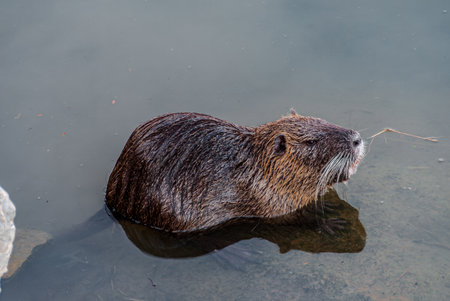 The nutria, also called swamp beaver or beaver, is a rodent mammal native to South America, the only living species of the genus Myocastor and the family Myocastoridae.の写真素材