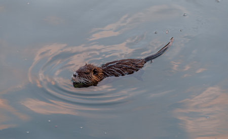 The nutria, also called swamp beaver or beaver, is a rodent mammal native to South America, the only living species of the genus Myocastor and the family Myocastoridae.の写真素材