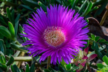 The Hottentot Fig has daisy-shaped flowers, usually pink or yellow, with yellow stamens in the center. The flowers are active in spring and summer, attracting pollinating insects.の写真素材