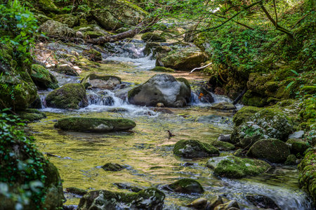 Over millions of years, the Orfento River (in the municipality of Caramanico Terme) has carved out a narrow gorge now covered by dense riparian vegetation featuring willows, ferns, and mosses.の写真素材