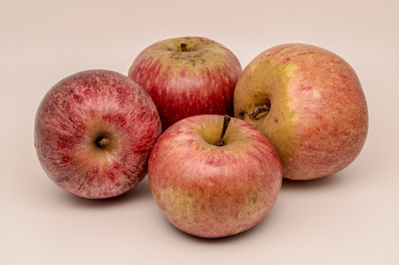 A composition of a typically autumnal fruit, such as the Annurca apples from Campania, which enhances its beauty and details.の写真素材