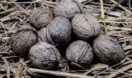 A composition of typically autumnal fruits such as walnuts, enhancing their beauty and detail.