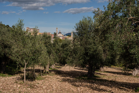 The olive tree is native to the Middle East and has been used as a food source since ancient times. Its fruit, olives, are used to extract oil.の写真素材