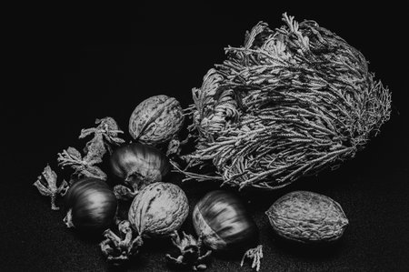 A composition of typically autumnal fruits such as walnuts and chestnuts enhancing their beauty and detail.の写真素材
