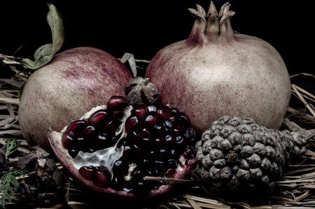 The pomegranate is the fruit of the pomegranate tree (Punica granatum), a spherical, deep red berry with a thick skin that encloses numerous juicy seeds (arils).の写真素材