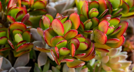 Crassula ovata, commonly known as jade tree, is a succulent plant belonging to the Crassulaceae family, native to southern Africa.の写真素材