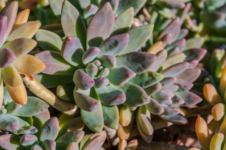 Echeveria is a genus of succulent plants belonging to the Crassulaceae family, native to Central and South America.の写真素材