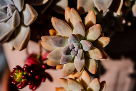 Echeveria is a genus of succulent plants belonging to the Crassulaceae family, native to Central and South America.の写真素材