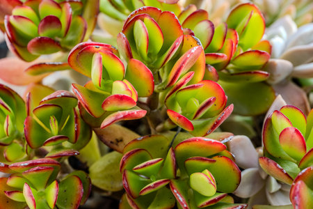 Crassula ovata, commonly known as jade tree, is a succulent plant belonging to the Crassulaceae family, native to southern Africa.の写真素材