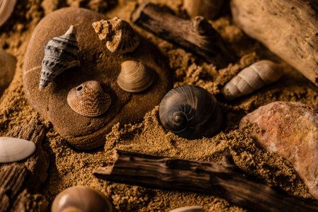 A still life with shells and marine artifacts combines the fleeting beauty of nature with the memory of time. This type of composition evokes the aesthetic of ancient cabinets of curiosities, blending biological elements and marine erosion in an evocative atmosphere.