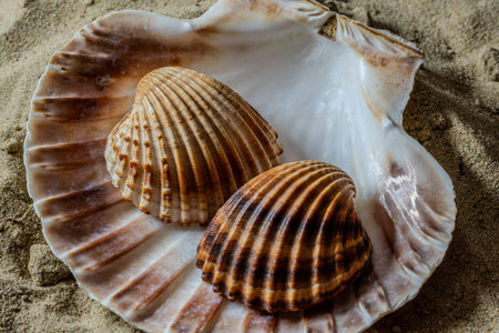 A still life with shells and marine artifacts combines the fleeting beauty of nature with the memory of time. This type of composition evokes the aesthetic of ancient cabinets of curiosities, blending biological elements and marine erosion in an evocative atmosphere.
