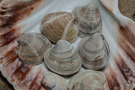 A still life with shells and marine artifacts combines the fleeting beauty of nature with the memory of time. This type of composition evokes the aesthetic of ancient cabinets of curiosities, blending biological elements and marine erosion in an evocative atmosphere.