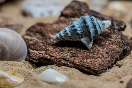 A still life with shells and marine artifacts combines the fleeting beauty of nature with the memory of time. This type of composition evokes the aesthetic of ancient cabinets of curiosities, blending biological elements and marine erosion in an evocative atmosphere.