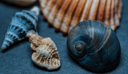 A still life with shells and marine artifacts combines the fleeting beauty of nature with the memory of time. This type of composition evokes the aesthetic of ancient cabinets of curiosities, blending biological elements and marine erosion in an evocative atmosphere.