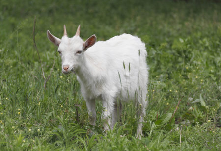 The kid on a meadow eats a grass.