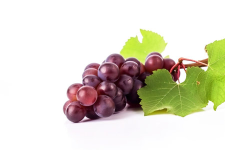 Vine of fresh blue grapes, isolate on white background. Sprig of organic natural food. Illustration for business and site. AI generated.の素材
