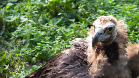 White-headed vulture, griffin scavenger of hawks. Bird of prey in dense thickets near the mountain. Head with a beak close-up on a blurred background.の写真素材