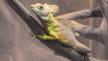 Basilisk basilisk, Basiliscus basiliscus, yellow-colored chameleon lizard on a dry branch close-up....