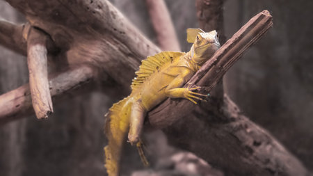 Basilisk basilisk, Basiliscus basiliscus, yellow-colored chameleon lizard on a dry branch close-up. South American rare animal.の写真素材
