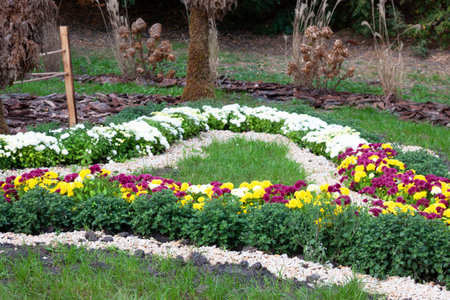 Chrysanthemums colored garden field, summer plant fresh flora outdoors. AI generated. Header banner mockup with copy space.の写真素材