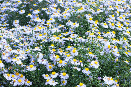 Chrysanthemums white colored garden field, summer plant fresh flora outdoors. AI generated. Header banner mockup with copy space.の写真素材