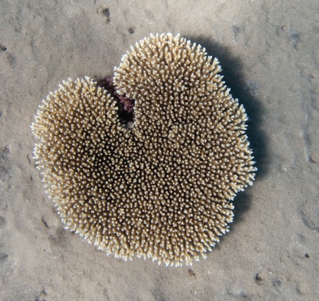 Heart-shaped Egyptian coral in the Three Polls bayの写真素材