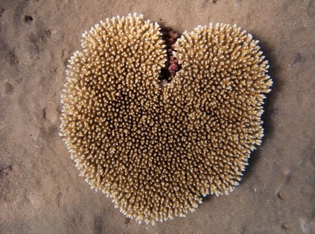 Heart-shaped Egyptian coral in the Three Polls bayの写真素材