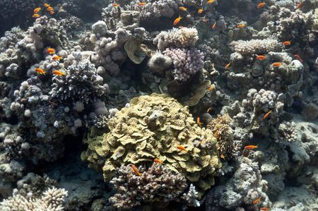 The picture shows the Red Sea coral reef near the city of Dahab, Egypt. There are different types of corals and fishes there.の写真素材