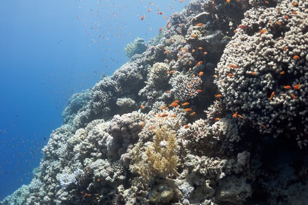 The picture shows the Red Sea coral reef near the city of Dahab, Egypt. There are different types of corals and fishes there.の写真素材