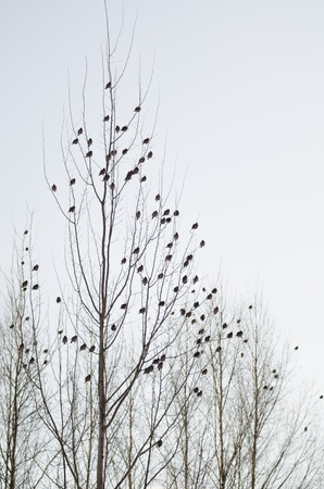 A lot of waxwings sit on the trees in a winter forestの写真素材