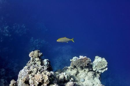 The picture shows a sparidae fish, swimming around coral reef, in the water of Red Sea, Egypt, near Dahab town.の写真素材