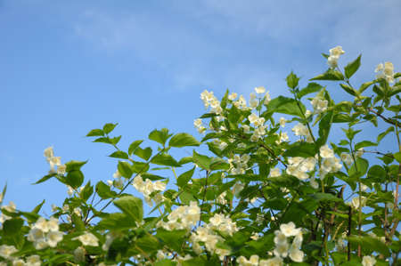 Bush with a lot of spring flowers at the blue (and partially clouded) sky backgroundの写真素材